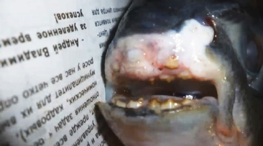 fishwith teeth...